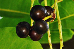 gorilla-cherry