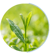 greentea